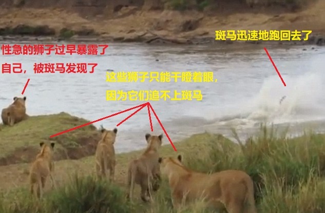 上图:斑马发现了性急的狮子,扭头就跑回去了。这么近的距离,狮子也追不上斑马,因为狮子的速度和耐力都比不过斑马,只有丧失警惕、丧失斗志的斑马才会被狮子吃掉。同样,虽然魔鬼「如同吼叫的狮子,遍地游行,寻找可吞吃的人」(彼前五8),但神限制了魔鬼的能力,只有不谨守、警醒,没有坚固信心基督徒才会被魔鬼吞噬;只要「你们要用坚固的信心抵挡牠」(彼前五9),就一定能脱离魔鬼。