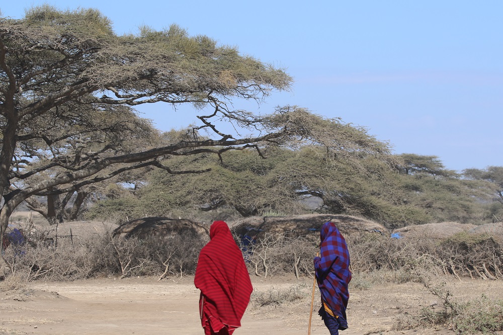 上图:东非马赛人的荆棘篱笆。东非马赛人的村庄用荆棘做篱笆,非洲人也用荆棘围成羊圈、牛圈,可以阻挡狮子等猛兽侵害。可见「荆棘和蒺藜」本来对人是有用的,只是人堕落以后,「荆棘和蒺藜」的生长失控了,造成了人和自然的不和谐。