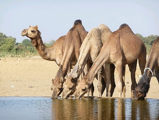 上图:一群中东的单峰骆驼(Dromedary)在水槽饮水。骆驼的水存储在血液中,喝足水后可以坚持三周。哺乳动物的血红细胞通常是圆形的,而骆驼的血红细胞是椭圆形的,在脱水(Dehydration)状态下仍可以流动,在饮用大量水时也不会因渗透性的巨变(High osmotic variation)而破裂。一头成年的单峰骆驼一次可以喝下100-150公升水,甚至可以3分钟喝200公升水。因此,「十匹骆驼」(创二十四10)需要1-2吨水才能「喝足」(创二十四19),利百加至少要为陌生人打100多瓶水!