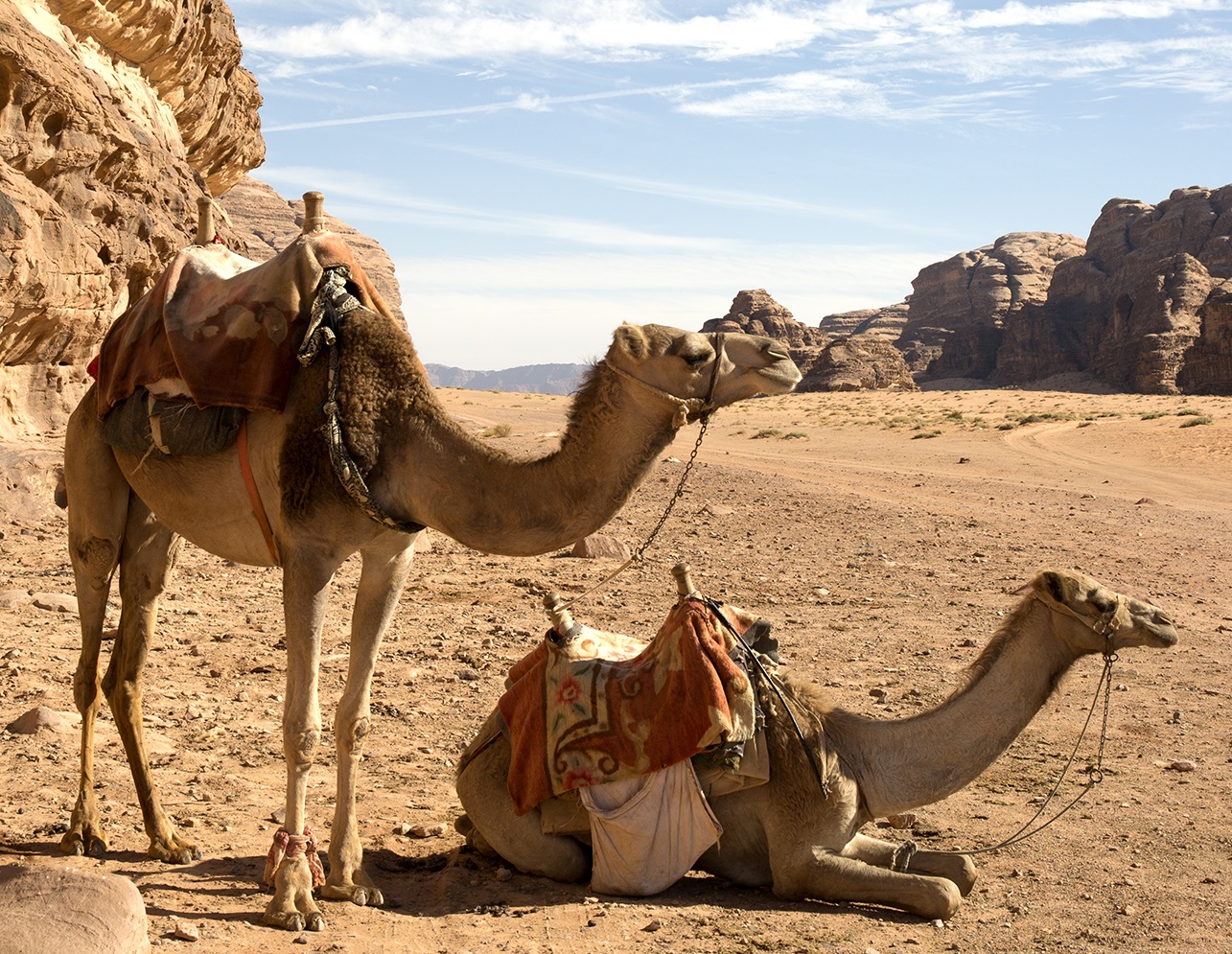 上图:约旦贝都因人的单峰骆驼,亚伯拉罕的骆驼就是这种样子。全世界94%的骆驼是单峰骆驼(Dromedaries),6%的骆驼是双峰骆驼(Bactrian camels)。骆驼于主前1200年左右开始在大规模的游牧或军队中使用,因此曾有人质疑亚伯拉罕时代的骆驼是后来编的故事。但考古证据表明,索马里和南部阿拉伯的人类早在主前3000年就开始驯养单峰骆驼作为家畜,埃及出土了许多主前2500-1400年的骆驼文物。