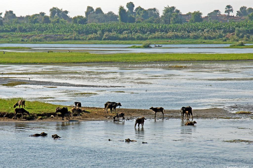 上图:在尼罗河放牧的牛。