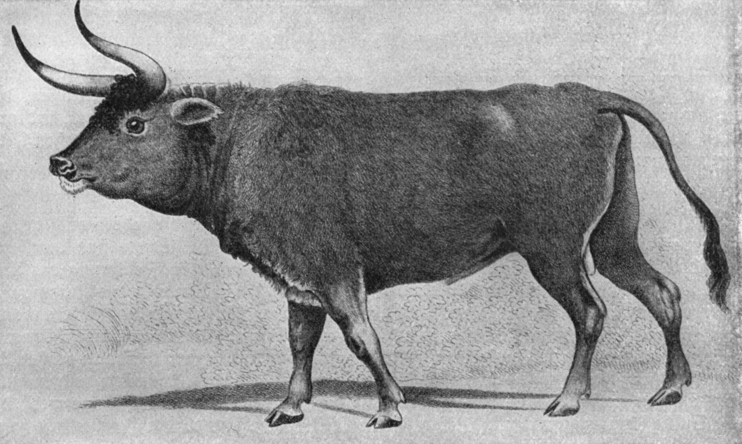 上图:16世纪的原牛(Aurochs)画像。原牛是一种已灭绝的野牛,是古代西亚和欧洲的重要猎物,最后一只于1627年在波兰灭绝。英文KJV译本根据七十士译本和武加大拉丁译本,把「R?'em/?????」(民二十三22)译为「独角兽 Unicorn」。19世纪瑞士动物学家Johann Ulrich Duerst根据阿卡德楔形文字中的同源字「Rimu」,辨别出「R?'em/?????」就是原牛,现在被普遍接受,所以现代译本一般译为「野牛」。