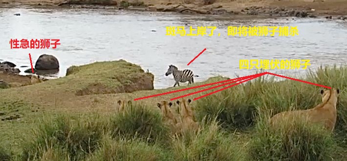 上图:斑马上岸以后,有一只性急的狮子过早地暴露了。