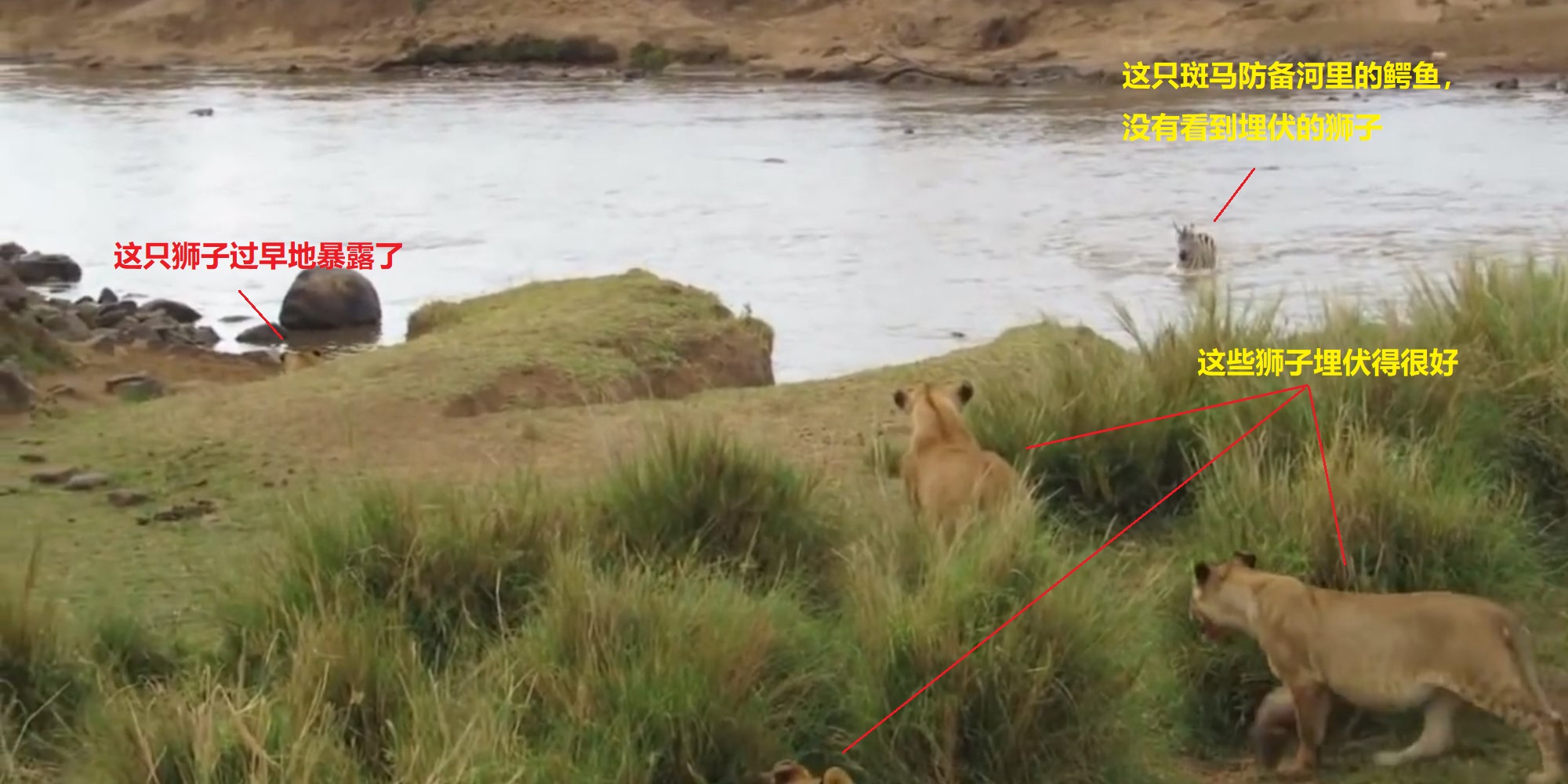 上图:东非,五只狮子正埋伏在草丛中,等待一只斑马渡过马赛马拉河(Maasai Mara)。