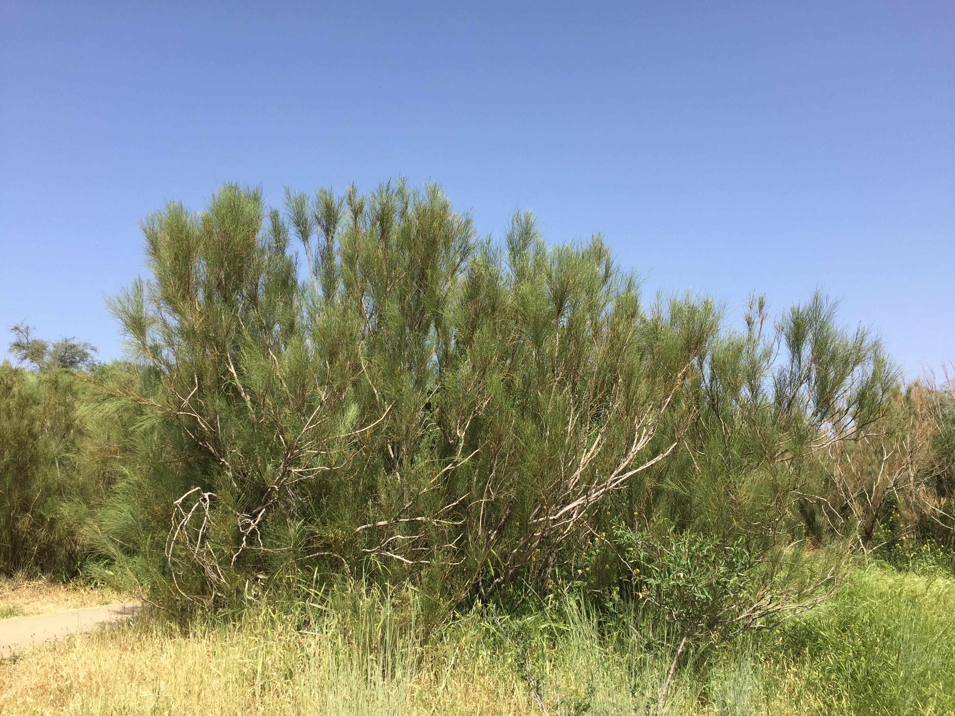 上图：以色列圣经植物园中种植的罗腾树。这是一种生长于干旱地区的松柏属灌木，最高大约3米，虽然并不高大，但在炎热的旷野中可以提供宝贵的荫凉。