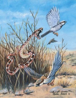 上图:剧毒的锯鳞蛇(saw-scale viper)会跳起来攻击,被咬中后伤口灼痛,可能就是「火焰的飞龙」(赛三十6)。西奈半岛和以色列的旷野里都生活着彩锯鳞蝰(Echis coloratus)。